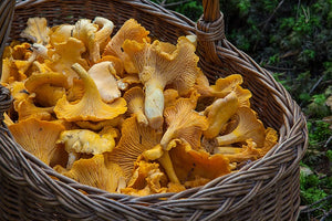 The Health Benefits from Eating Mushrooms