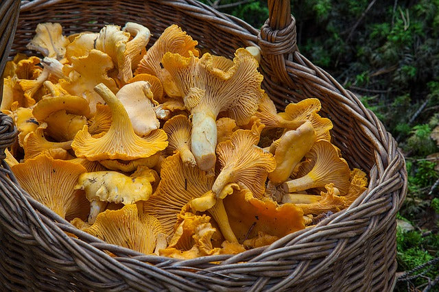 The Health Benefits from Eating Mushrooms